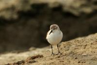 Calidris ruficollis