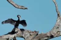 Anhinga melanogaster