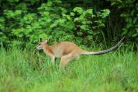 Agile wallaby