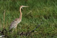 Ardea purpurea