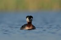 Podiceps grisegena