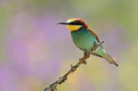 Merops apiaster