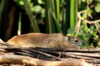 Bush hyrax