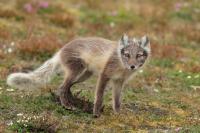 Arctic fox