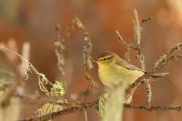 Phylloscopus trochilus