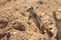 Barbary ground squirrel