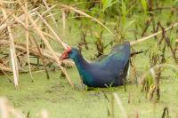 Porphyrio madagascariensis