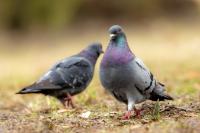 Columba livia domestica