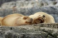 South American sea lion