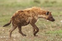 Spotted hyena