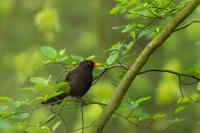 Turdus merula