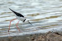 Himantopus leucocephalus