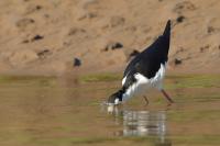 Himantopus mexicanus