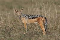 Black-backed jackal