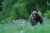 Brown bear