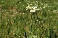 Mongolia flora