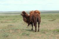 Bactrian camel