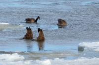 Branta canadensis