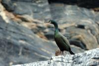 Phalacrocorax aristotelis