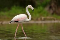 Phoenicopterus roseus