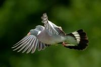 Columba palumbus