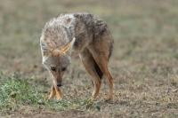 African golden wolf