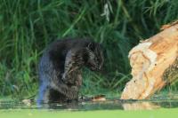 Eurasian beaver