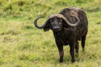 African buffalo