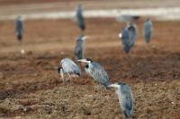 Ardea melanocephala