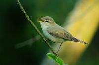 Phylloscopus trochiloides