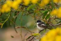 Ficedula hypoleuca