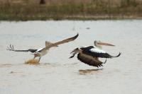 Pelecanus conspicillatus