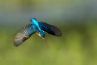 Alcedo atthis