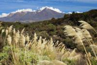 Landscape North Island