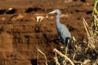 Egretta caerulea 