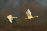 Cygnus columbianus