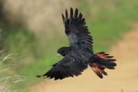 Calyptorhynchus banksii