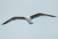 Larus michahellis