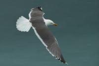 Larus fuscus