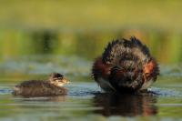 Podiceps nigricollis