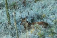 Red deer