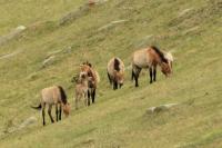 Przewalski's  Horse