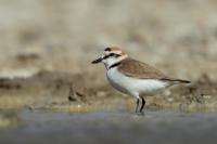 Charadrius alexandrinus