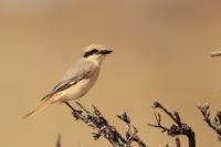 Mongolia fauna 