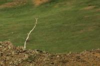 Mongolia - landscape