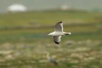 Larus vegae mongolicus