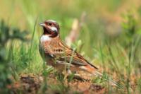 Emberiza leucocephalos