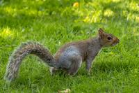 Eastern gray squirrel