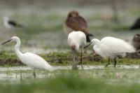 Platalea alba