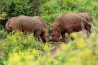 White rhinoceros